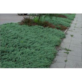 Kadagys gulsčiasis( lot. Juniperus horizontalis)  Jade River