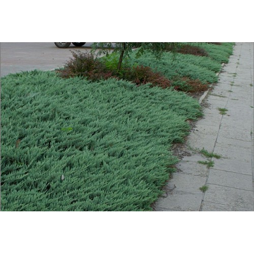 Kadagys gulsčiasis( lot. Juniperus horizontalis)  Jade River