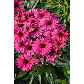 Ežiuolė  (lot.Echinacea purpurea) Pearl Magenta Imp