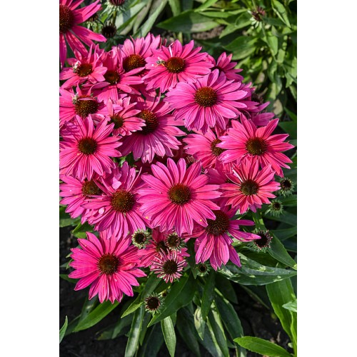 Ežiuolė  (lot.Echinacea purpurea) Pearl Magenta Imp