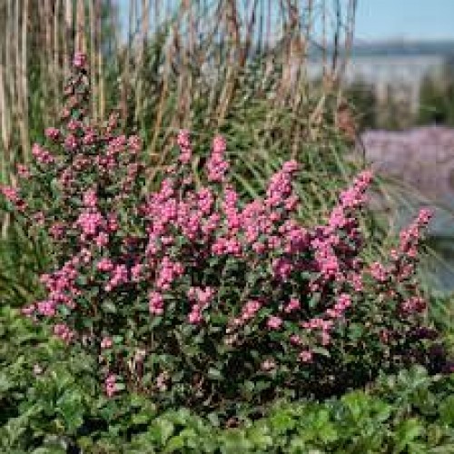 Meškytė  dorenboso (lot.  Symphoricarpos × doorenboosi ) Magic Berry