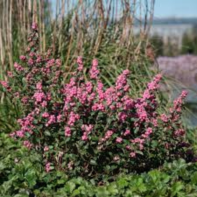 Meškytė  dorenboso (lot.  Symphoricarpos × doorenboosi ) Magic Berry