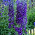 Pentinius didysis (lot. Delphinium elatum ) Magic Fountain Dark Blue Dark Bee