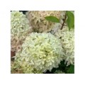 Hortenzija šluotelinė ( lot. Hydrangea paniculata) Magical Lime Sparkle