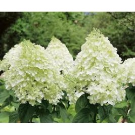 Hortenzija šluotelinė ( lot. Hydrangea paniculata) Magical Mont Blanc Hortenzija šluotelinė ( lot. Hydrangea paniculata) Magical Mont Blanc
