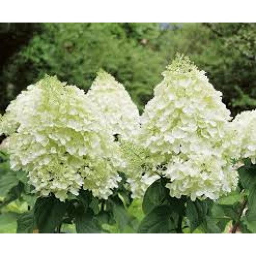 Hortenzija šluotelinė ( lot. Hydrangea paniculata) Magical Mont Blanc