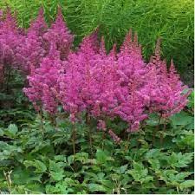 Astilbė kininė  (lot.Astilbe chinensis) MAggie Daley