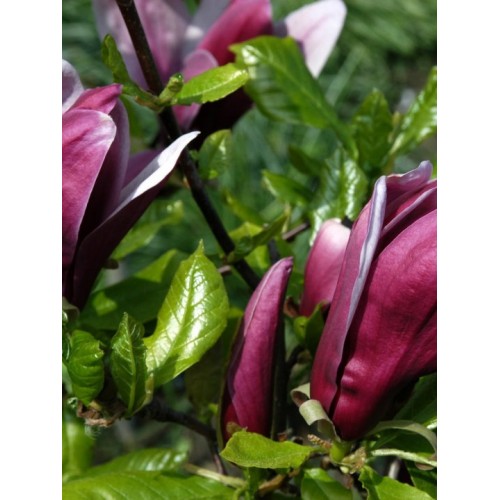 Magnolija lelijažiedė (lot. Magnolia liliflora) Nigra