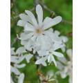 Magnolija žvaigždinė (lot. Magnolia stellata) Royal Star