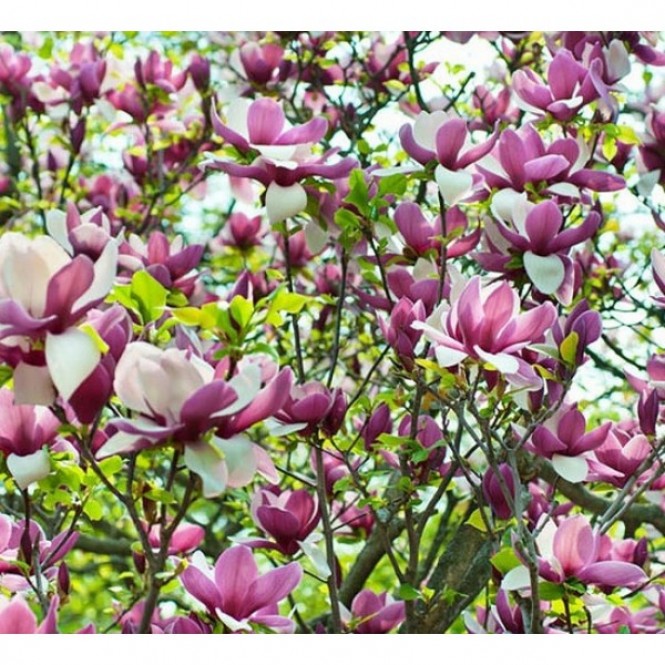 Magnolija  sulanžo (lot. Magnolia soulangeana)  Lennei 