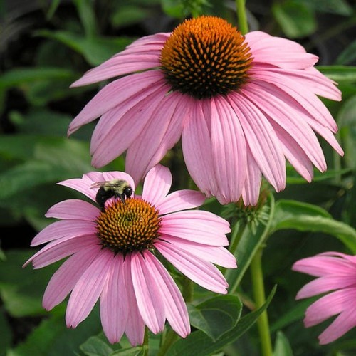 Ežiuolė rausvažiedė (lot.Echinacea purpurea)  Magnus