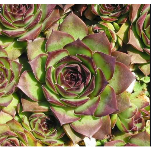 Šilropė ( lot. Sempervivum arachnoideum) Mahogany