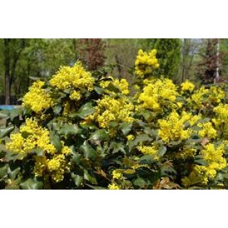 Dyglialapė mahonija ( lot.Mahonia aquifolium)