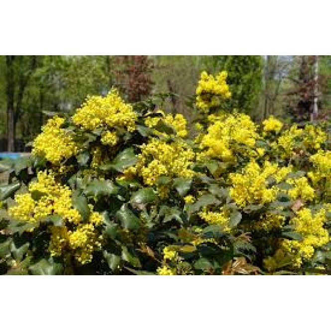 Dyglialapė mahonija ( lot.Mahonia aquifolium)