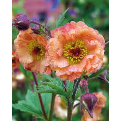 Žiognagė (lot. Geum  rivale) Mai Tai