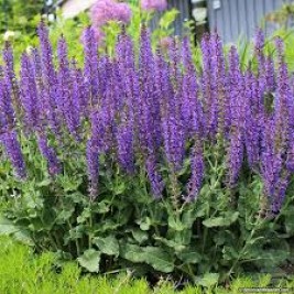 Šalavijas ( lot. Salvia sylvestris) Mainacht Šalavijas ( lot. Salvia sylvestris) Mainacht