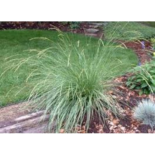 Eraičinas atlaso ( lot. Festuca  mairei)