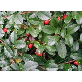Kaulenis  damerio ( lot. Cotoneaster dammeri)  Major