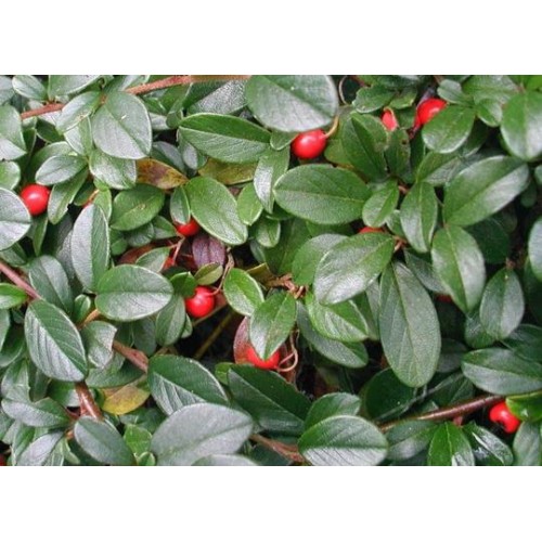 Kaulenis  damerio ( lot. Cotoneaster dammeri)  Major