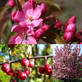 Obelis dekoratyvinė (lot. Malus)    Profusion