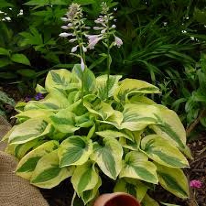 Melsvė ( lot. Hosta) Mamma Mia