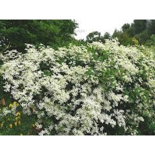 Raganė  mandžiūrinė( lot.Clematis mandschurica)