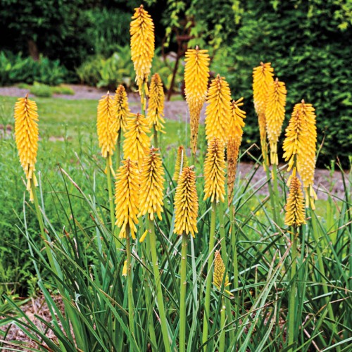 Knifofija (lot. Kniphofia uvaria) Echo Mango