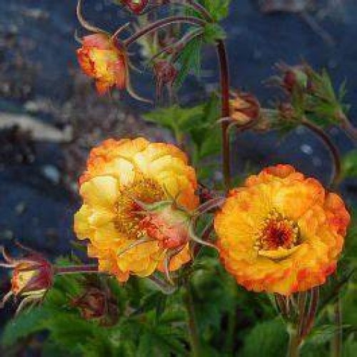 Žiognagė (lot. Geum boliviensis) Mango Lassi
