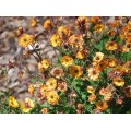 Žiognagė (lot. Geum boliviensis) Mango Lassi