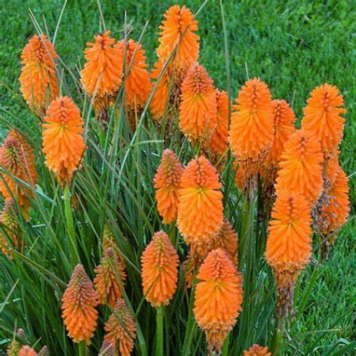 Knifofija (lot. Kniphofia uvaria) Mango Popsicle