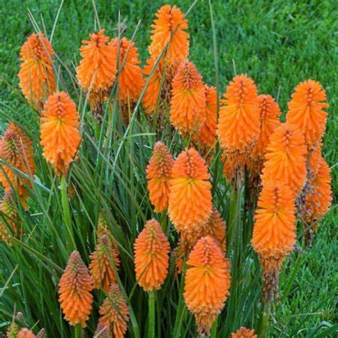 Knifofija (lot. Kniphofia uvaria) Mango Popsicle