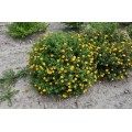 Sidabražolė krūminė ( lot. Potentilla fruticosa) Mango Tango