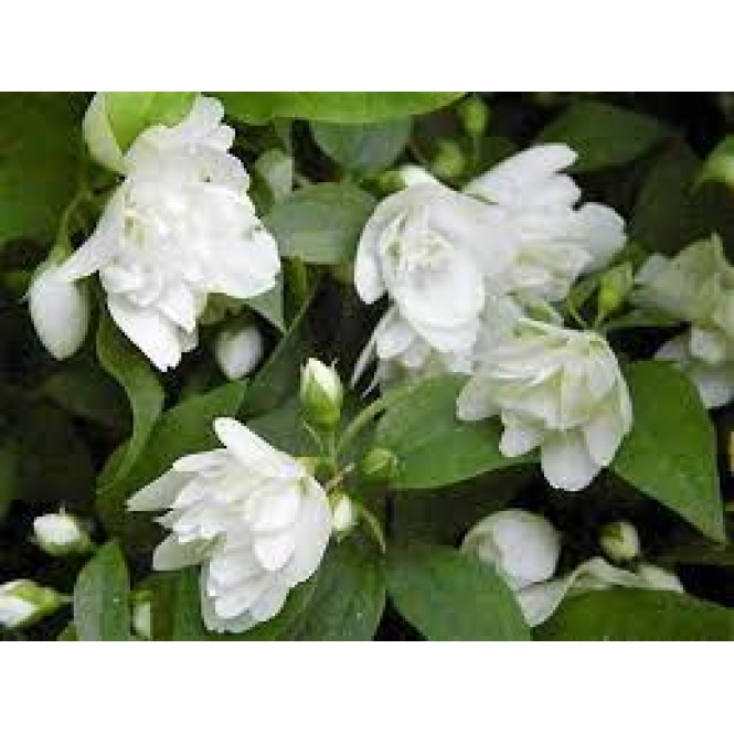 Jazminas ( lot. Philadelphus)   Manteau d'Hermine