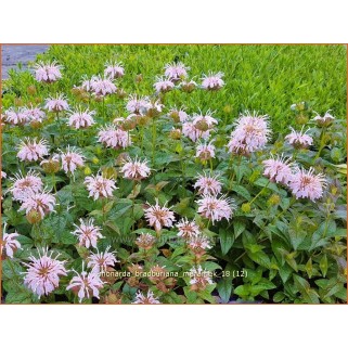 Monarda bradburyana Maramek