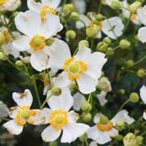 Plukė japoninė (lot. Anemone hupehensis) Pretty Lady Maria