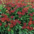 Saulainė (lot. Helenium)  Mariachi Salsa