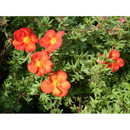 Sidabražolė krūminė ( lot. Potentilla fruticosa) Marian Red Robin  'Marrob '