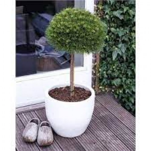 Pušis juodoji ant koto ( lot. Pinus nigra) Marie Bregeon