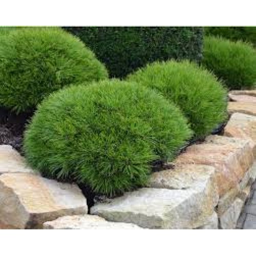 Pušis juodoji  ( lot. Pinus nigra) Marie Bregeon