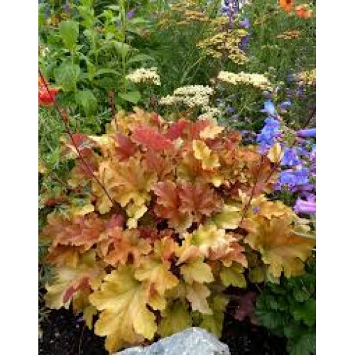 Alūnė ( lot. Heuchera) Marmalade