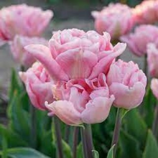 Tulpės MArriage5 vnt vazone