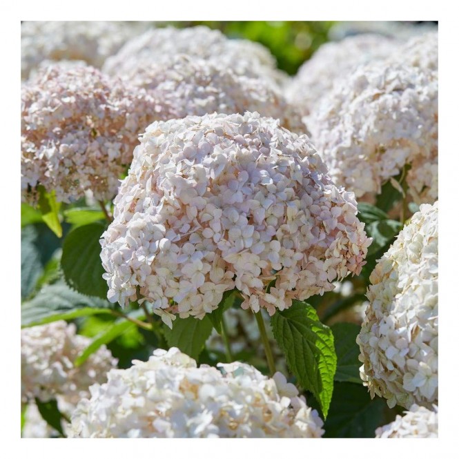 Hortenzija šviesioji (Hydrangea arborescens) Candybelle Marshmallow