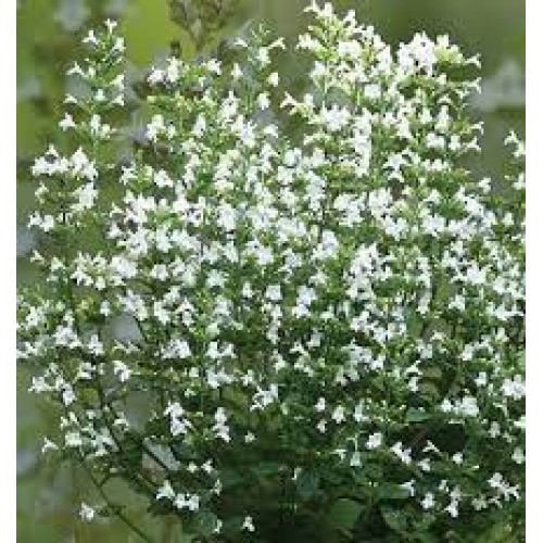 Girmėtė vaistinė (lot. Calamintha nepeta) Marvelette White 