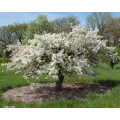 Obelis dekoratyvinė (lot. Malus)  Mary Potter
