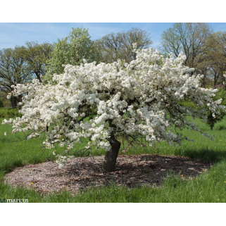 Obelis dekoratyvinė (lot. Malus)  Mary Potter
