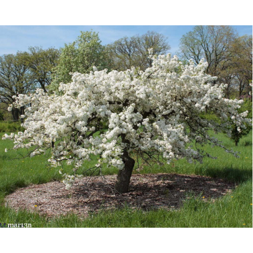 Obelis dekoratyvinė (lot. Malus)  Mary Potter