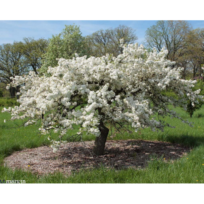 Obelis dekoratyvinė (lot. Malus)  Mary Potter