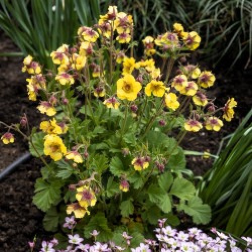 Žiognagė  (lot. Geum hybridum) MAssimo Giallo