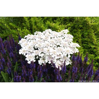 Rudgrūdėlė (lot. Iberis semperviners)  Masterpiece