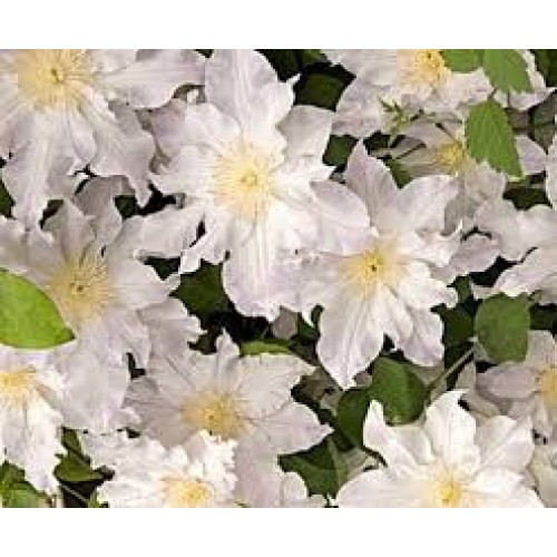 Raganė ( lot.Clematis) Matka Siedlinska